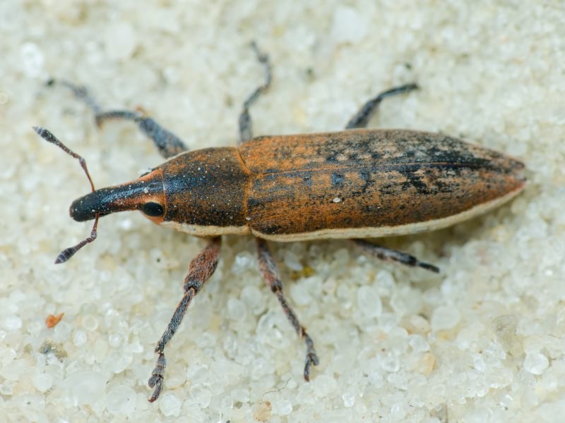 Lixus (Compsolixus) albomarginatus Boheman, 1842